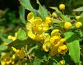Mahonia nevinii 